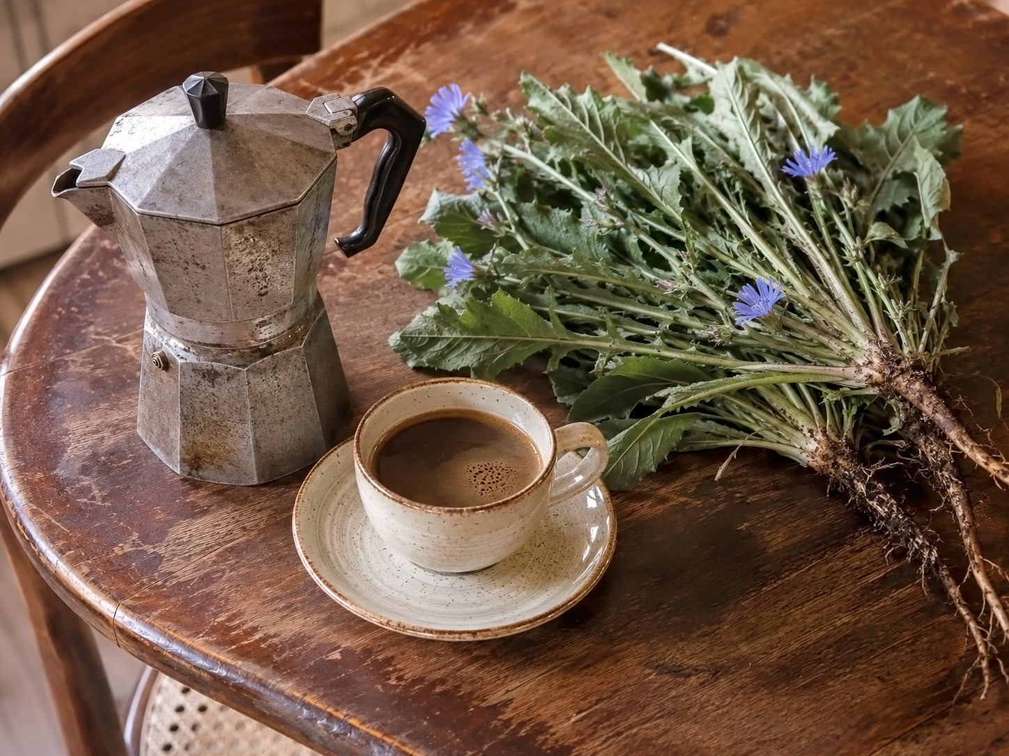 Traditional Italian moka pot with freshly harvested wild chicory (Cichorium intybus) roots and a cup of caffeine-free chicory coffee on a rustic wooden table.
