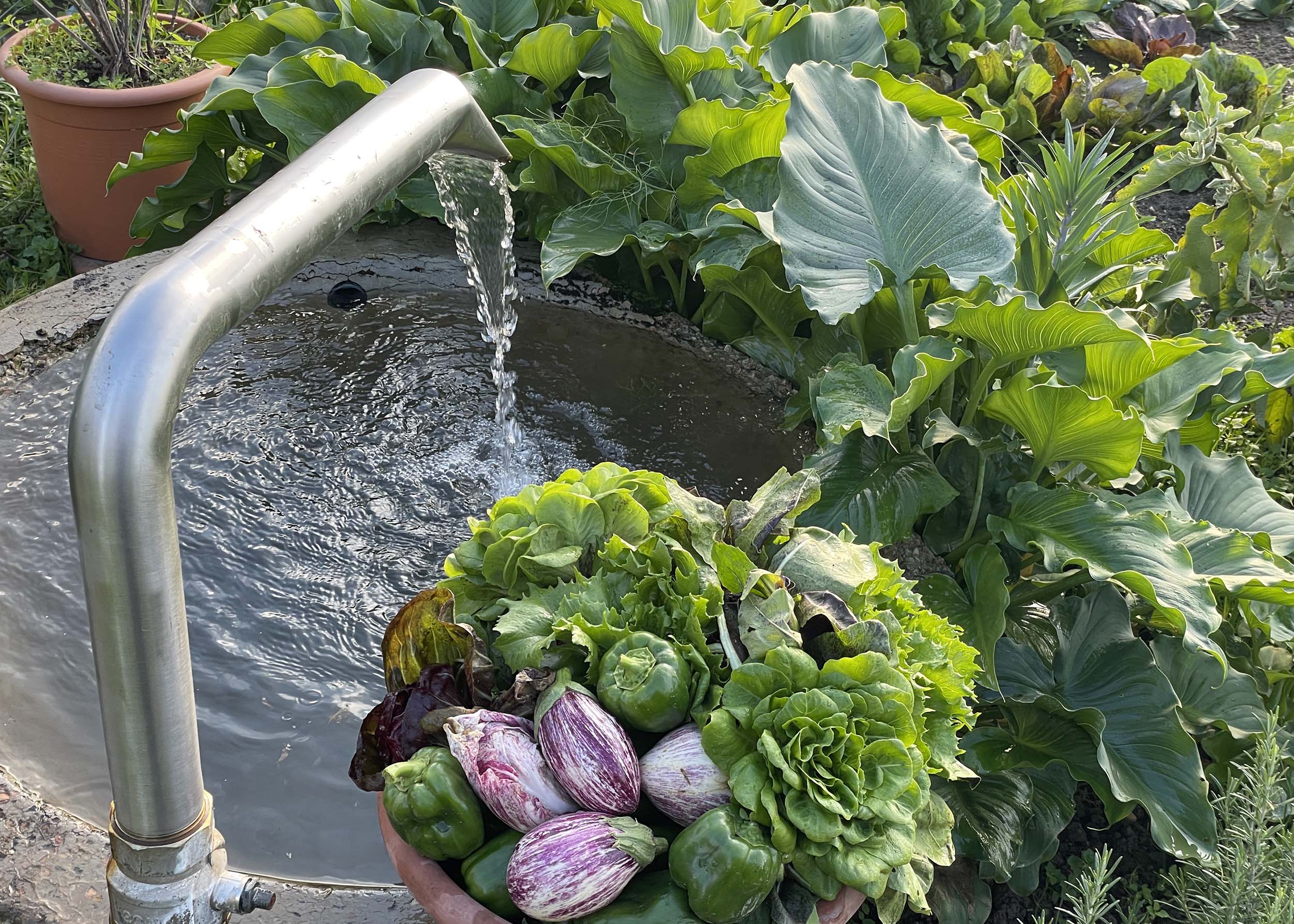 Freshly harvested vegetables from a family garden in the countryside outside Treviso, Italy, beside a traditional water well.