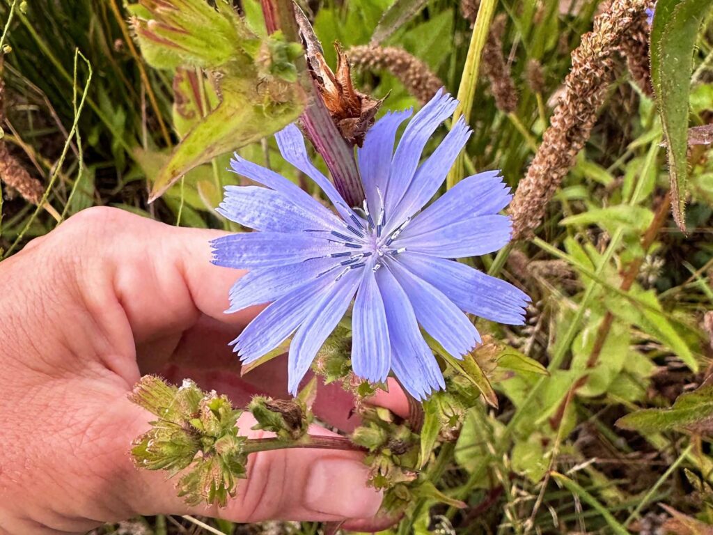 Close-up of a wild chicory flower (Cichorium intybus) growing in the Swedish countryside, showing its bright blue petals and distinctive flower structure.
