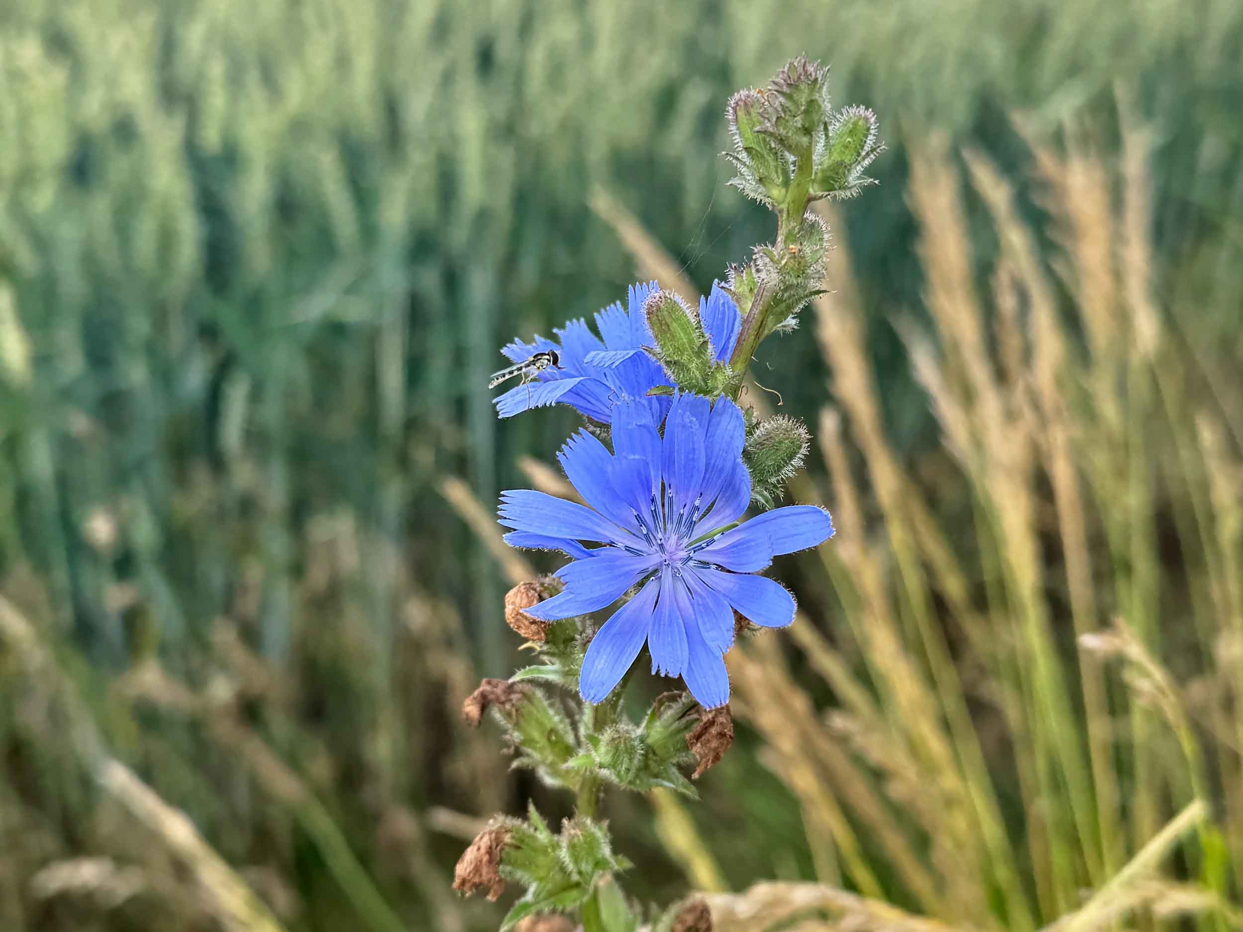 Wild chicory flower (Cichorium intybus) blooming beside a wheat field in Skåne, Sweden.